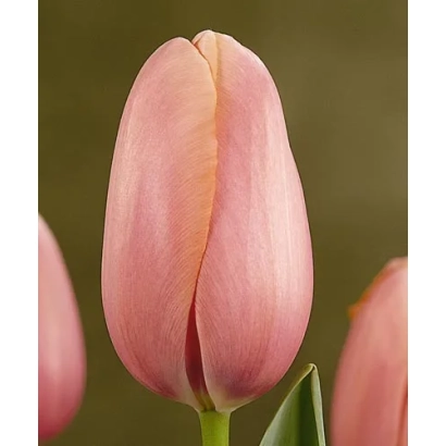 Pink tulip on background - Grand Cru Vacqueyras