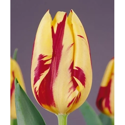 Tulip variety Grand Perfection with red-yellow striped petals on a purple background