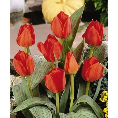Red tulips of the Grand Prestige variety against green foliage