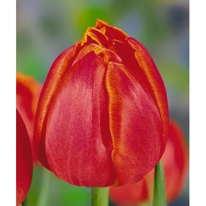 Close-up of a red tulip variety Grand Rapids