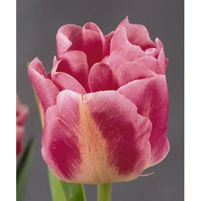 Pink tulip variety Grand