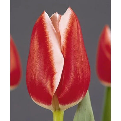 Red-and-white Grandessa tulip on gray background
