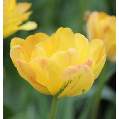 Yellow tulips on a green background - Granny Award