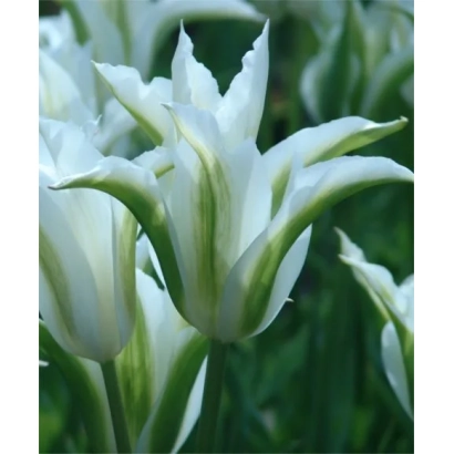 White tulips with green stripe on petals - Green Star
