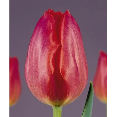 Red tulip variety Green Valley