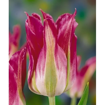 Green Village tulips