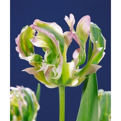 Green Wave tulips on a blue background