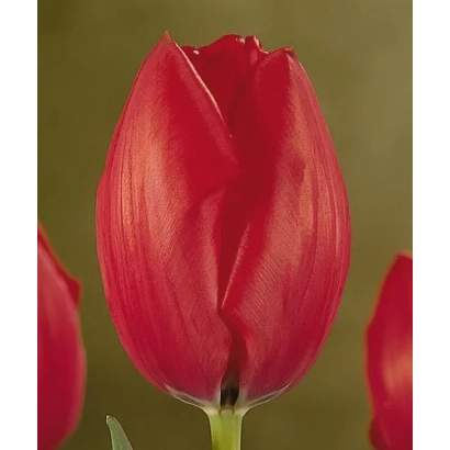 Красный тюльпан на зелёном фоне - Грээтингс