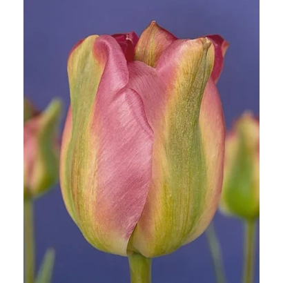 Тюльпан сорта Гроэнланд на фиолетовом фоне