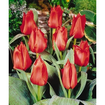 Красные тюльпаны на фоне зелени - Гроwэр'с Придэ