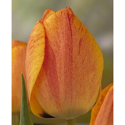 Тюльпан Гудошник на фоне зелени