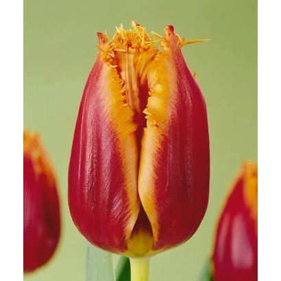 Красно-желтый тюльпан на зеленом фоне - Густо