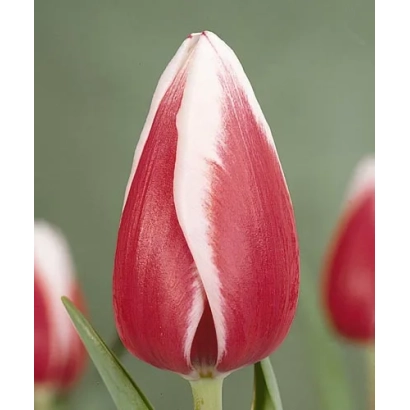 Тюльпан Гуус Папэндрэчт на зелёном фоне