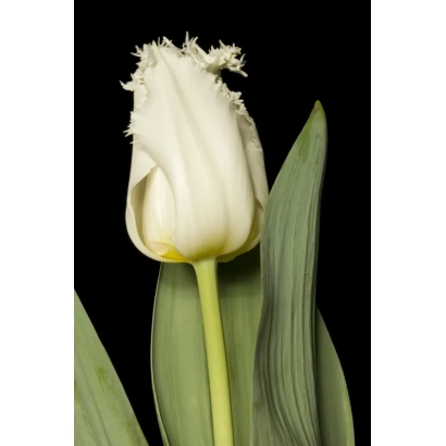 Белый тюльпан сорта Гуусе тер Хорст на черном фоне - Гуусе тэр Hорст