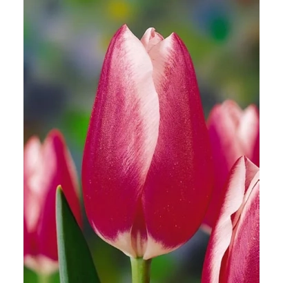 Крупный план красных тюльпанов на фоне размытого поля - Хедэвич