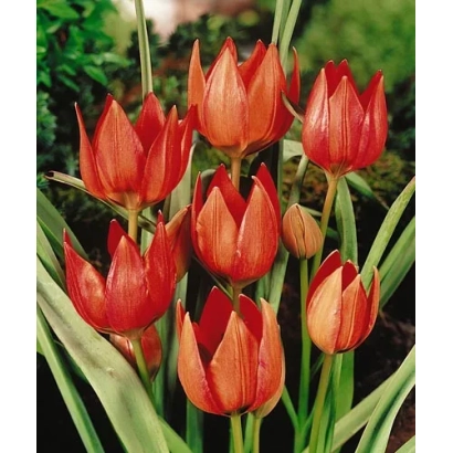 Красные тюльпаны на зелёном фоне - Хагери