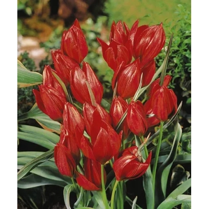 Красные тюльпаны сорта Сплэндэнс на фоне зелени - Hагэри 'Сплэндэнс'