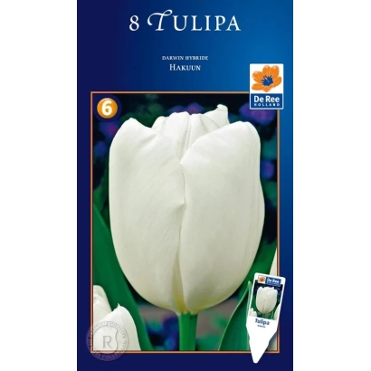 Семена тюльпана Tulipa на упаковке - Hакуун