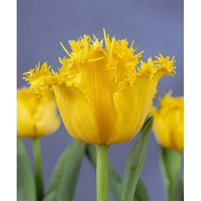 Yellow tulips with textured petals on a purple background - Hamilton
