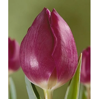 Tulip variety Hans Anrud on green background