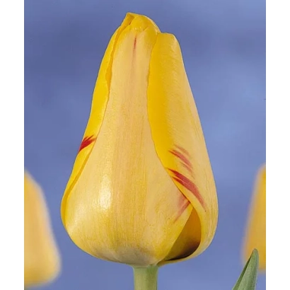Yellow tulip with red streaks on a blue background - Hans Mayer