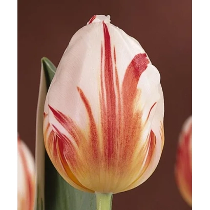 Tulip variety Happy Generation on brown background