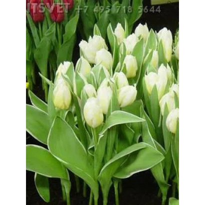 Білі тюльпани на фоні зелені - Хаппі Пеопле