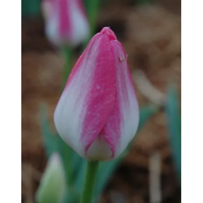 Pink and white tulip on a soil background - Hatsuzakura