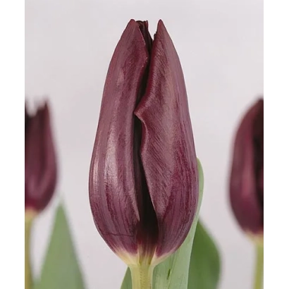 Havran tulips on white background