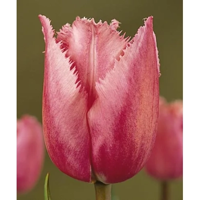 Pink tulip Heidrun Harden on green background