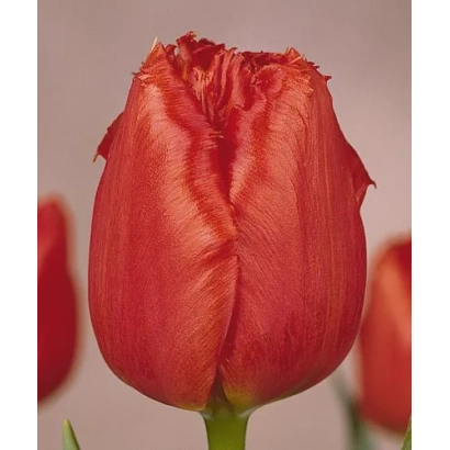 Red tulip against blurred petals - Hellas