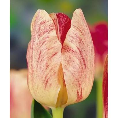 Tulip variety Hemisphere with pink-red striped cup against a blurred background