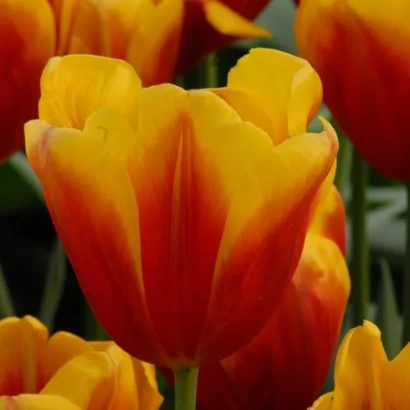 Tulips variety Hennie van de Most