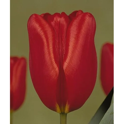 Red tulip on blurred background - Henry Dunant