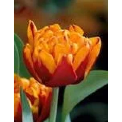 Orange tulips against a green background - Herman Emmink