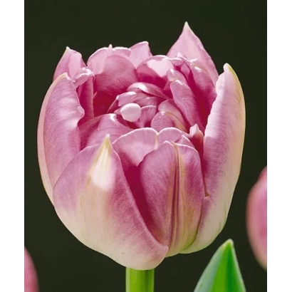 Tulip Hermione on dark background