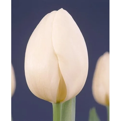 White tulip on dark blue background - Hibernia