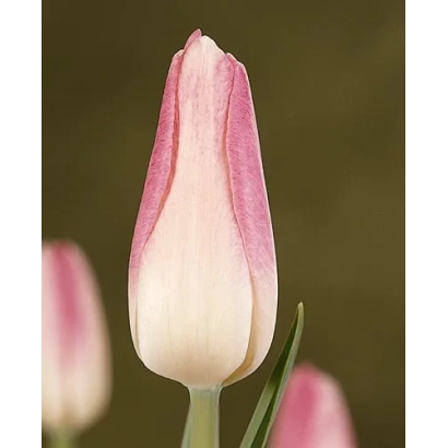 Тюльпан розово-белого цвета на размытом фоне - Hигh Ноон