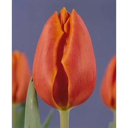 Close-up of an orange tulip against a purple background - High Society