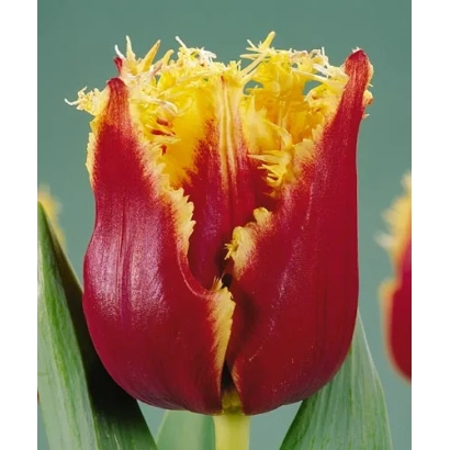 Red-yellow tulip with open petal - Highway
