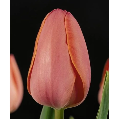 Тюльпан розового цвета на черном фоне - Hилдэгард Кнэф