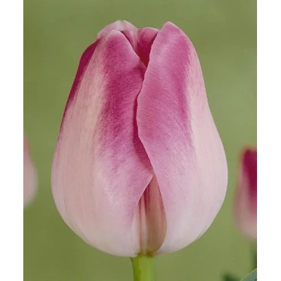 Тюльпан сорта 'Hillary Clinton' на зелёном фоне - Hилларь Цлинтон