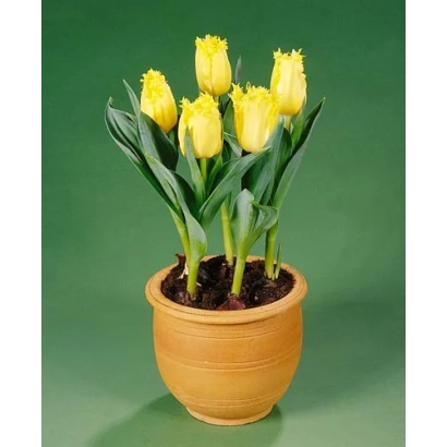 Желтые тюльпаны в горшке на зеленом фоне - Хиллстар