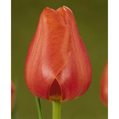 Red tulip on green background - Hisalis