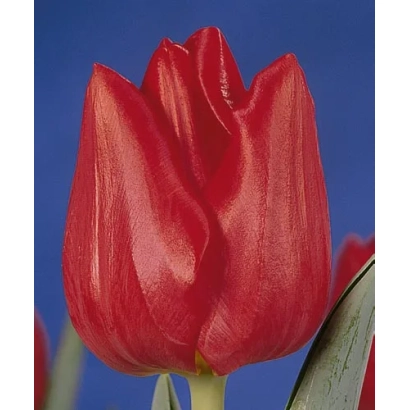 Red tulip on blue background - Hitachi