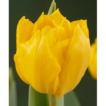 Желтый тюльпан на темном фоне - Хоангхо