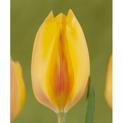 Жовтий тюльпан сорту Hocus Pocus на зеленому фоні - Hоцус Поцус