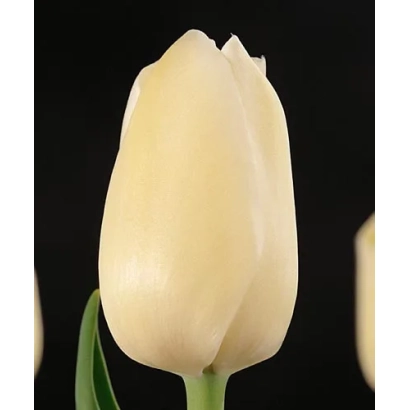 White tulip on black background - Hofstra University
