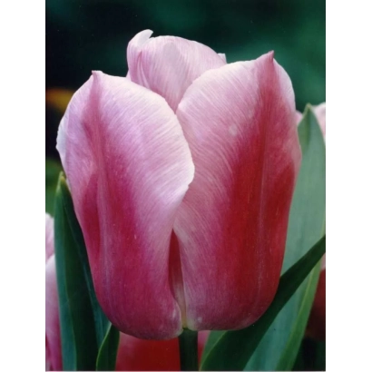 Pink tulip Holland Beauty