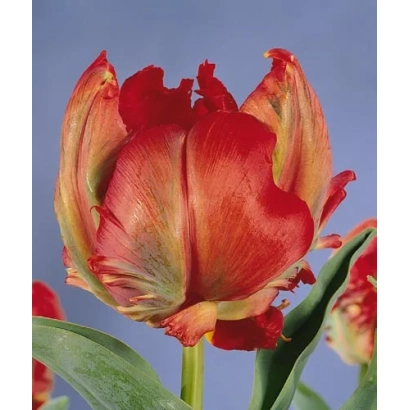 Red tulip against a blue sky - Holland Happening